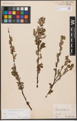 Foto von Salix aurita L.